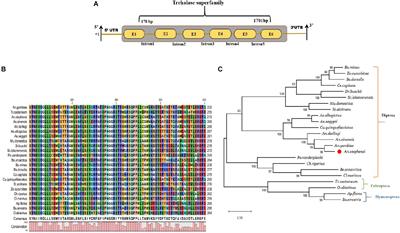 Molecular and Functional Characterization of Trehalase in the Mosquito Anopheles stephensi